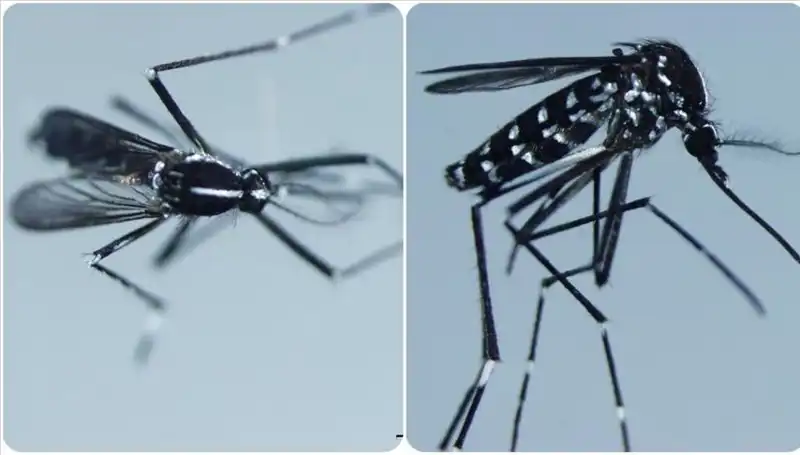 Chikungunya Virüsü Hakkında Bilgiler: Belirtileri ve Görüldüğü Ülkeler