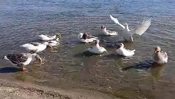 ** Denizde Yüzdükleri İçin Şikayet Edilen Kazlar, Kümese Kapatıldı!**