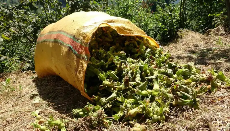 Giresun’da Fındık Hasadı Coşkuyla Başladı: Ekonomiye Nefes Olacak!