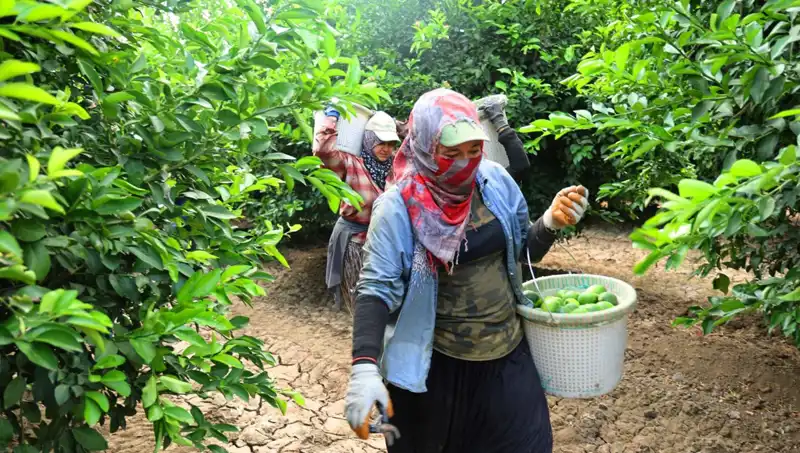 Markette Kilosu 150 Lirayı Aşan Sebze ve Meyvelerde Fiyat Düşüşü Bekleniyor
