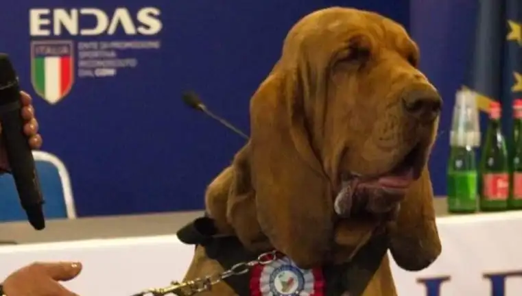 Arama Köpeği Korkunç Bir Tuzağa Kurban Gitti: Çivili Sosisle Öldürüldü