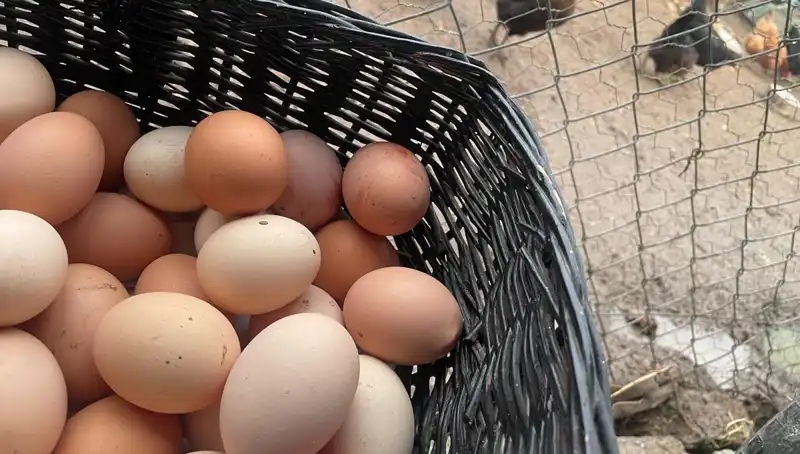 Dünyanın En Ucuz Proteini: Okul Dönemi İçin İdeal Çözüm!